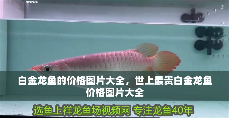 白金龍魚的價格圖片大全，世上最貴白金龍魚價格圖片大全