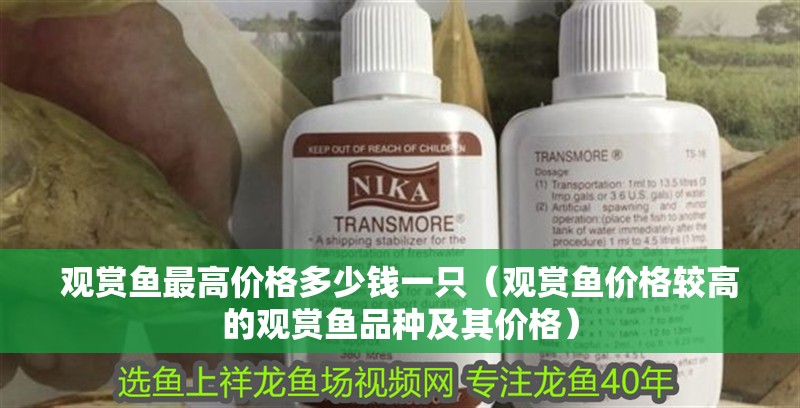 觀賞魚最高價(jià)格多少錢一只（觀賞魚價(jià)格較高的觀賞魚品種及其價(jià)格）