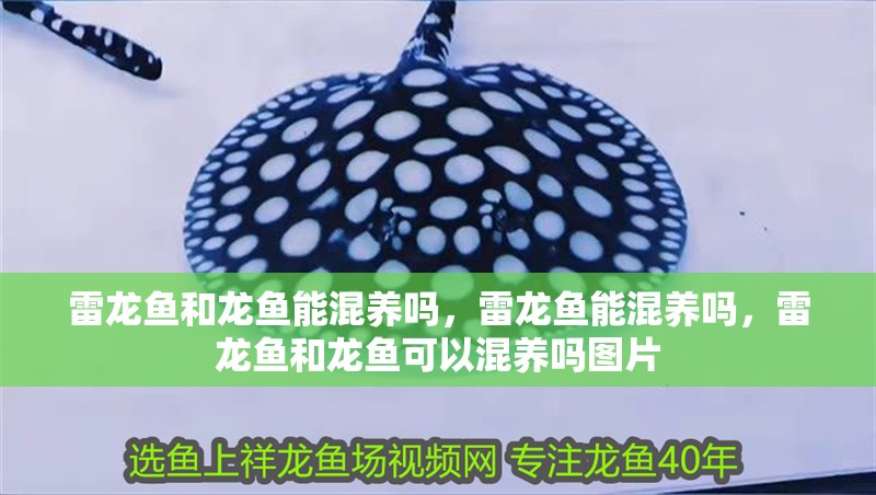 雷龍魚和龍魚能混養嗎，雷龍魚能混養嗎，雷龍魚和龍魚可以混養嗎圖片