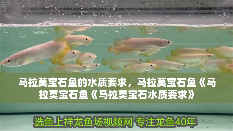 馬拉莫寶石魚的水質要求，馬拉莫寶石魚《馬拉莫寶石魚《馬拉莫寶石水質要求》