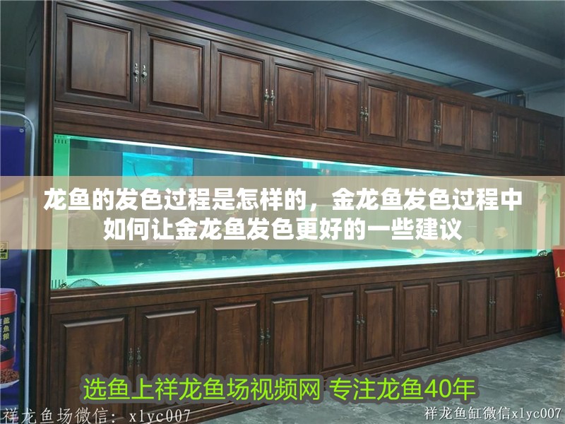 龍魚的發色過程是怎樣的，金龍魚發色過程中如何讓金龍魚發色更好的一些建議