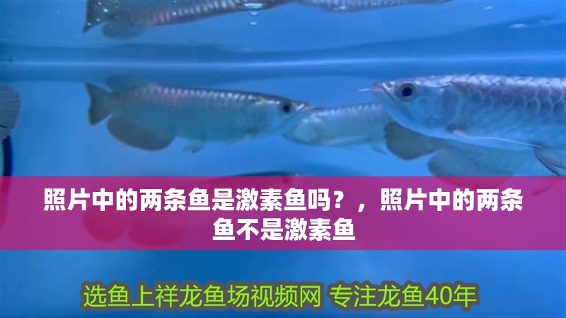 照片中的兩條魚是激素魚嗎？，照片中的兩條魚不是激素魚