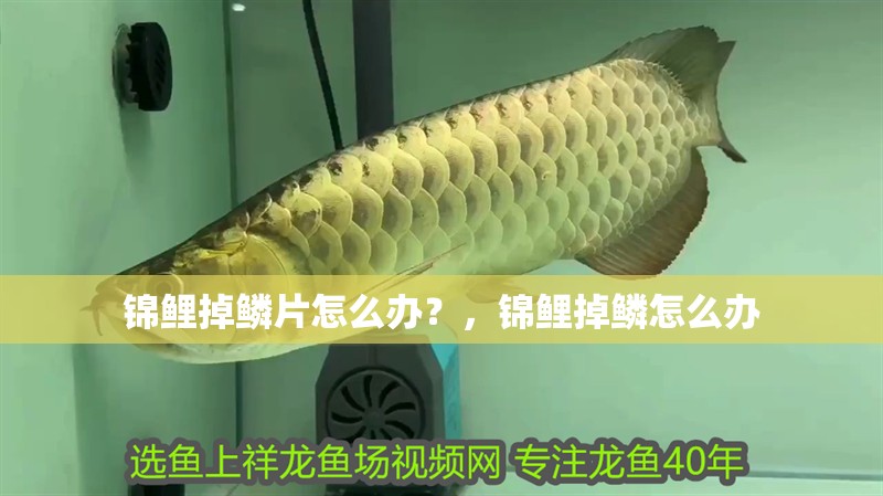 錦鯉掉鱗片怎么辦？，錦鯉掉鱗怎么辦