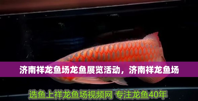 濟南祥龍魚場龍魚展覽活動，濟南祥龍魚場 濟南祥龍魚場龍魚展覽活動，濟南祥龍魚場 觀賞魚百科
