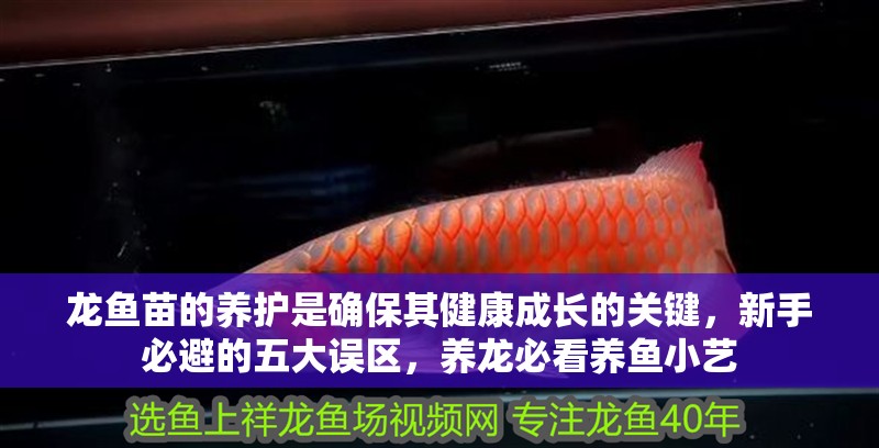 龍魚苗的養(yǎng)護(hù)是確保其健康成長的關(guān)鍵，新手必避的五大誤區(qū)，養(yǎng)龍必看養(yǎng)魚小藝