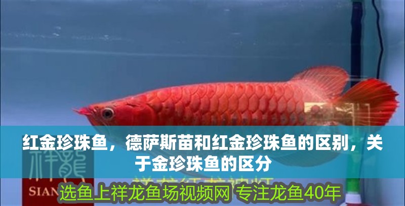 紅金珍珠魚，德薩斯苗和紅金珍珠魚的區別，關于金珍珠魚的區分