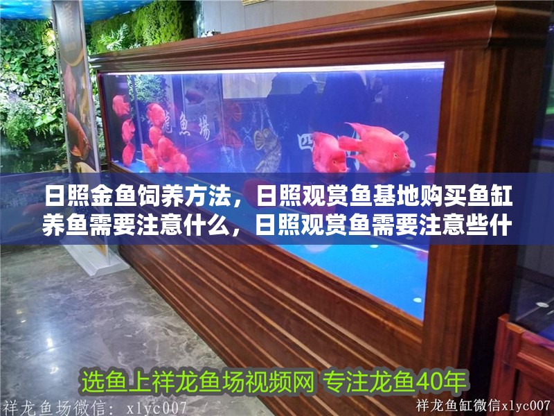 日照金魚飼養方法，日照觀賞魚基地購買魚缸養魚需要注意什么，日照觀賞魚需要注意些什么