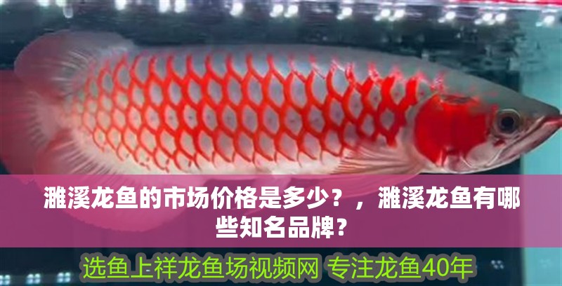 濉溪龍魚的市場價(jià)格是多少？，濉溪龍魚有哪些知名品牌？