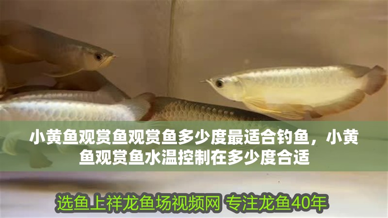 小黃魚(yú)觀(guān)賞魚(yú)觀(guān)賞魚(yú)多少度最適合釣魚(yú)，小黃魚(yú)觀(guān)賞魚(yú)水溫控制在多少度合適