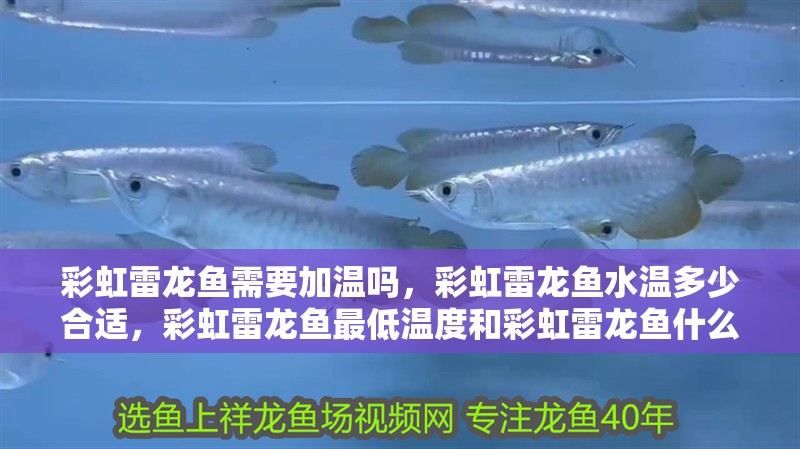 彩虹雷龍魚需要加溫嗎，彩虹雷龍魚水溫多少合適，彩虹雷龍魚最低溫度和彩虹雷龍魚什么時候發色對應的相關信息