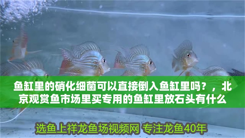 魚(yú)缸里的硝化細(xì)菌可以直接倒入魚(yú)缸里嗎？，北京觀賞魚(yú)市場(chǎng)里買(mǎi)專(zhuān)用的魚(yú)缸里放石頭有什么好處