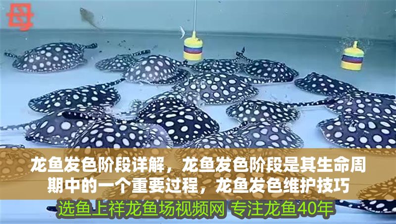 龍魚發色階段詳解，龍魚發色階段是其生命周期中的一個重要過程，龍魚發色維護技巧