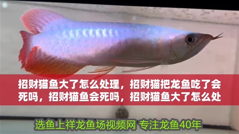 招財貓魚大了怎么處理，招財貓把龍魚吃了會死嗎，招財貓魚會死嗎，招財貓魚大了怎么處理