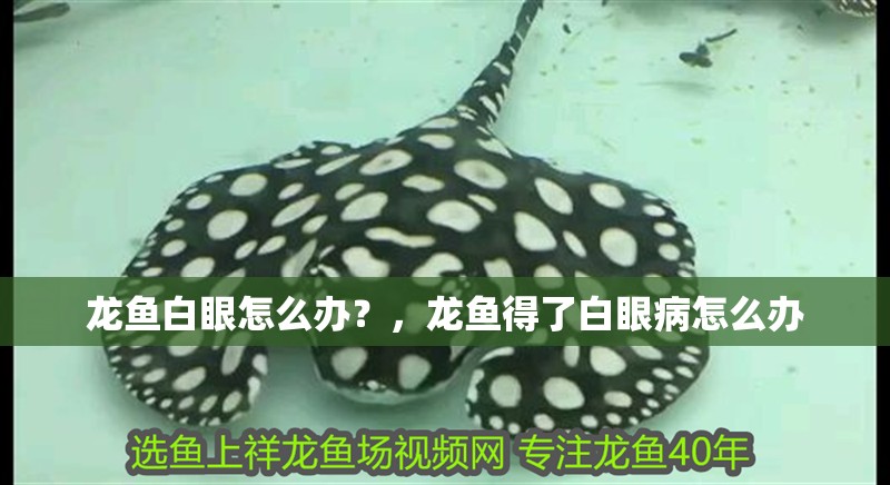 龍魚白眼怎么辦？，龍魚得了白眼病怎么辦