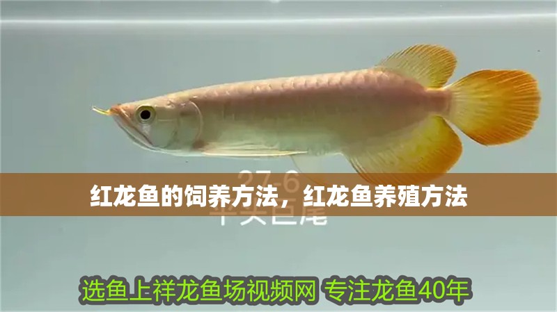 紅龍魚(yú)的飼養(yǎng)方法，紅龍魚(yú)養(yǎng)殖方法