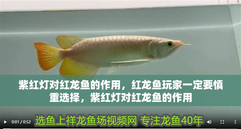 紫紅燈對紅龍魚的作用，紅龍魚玩家一定要慎重選擇，紫紅燈對紅龍魚的作用