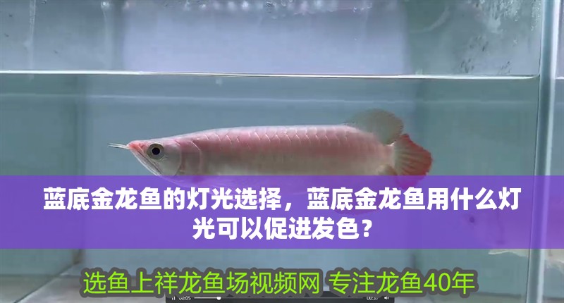 藍底金龍魚的燈光選擇，藍底金龍魚用什么燈光可以促進發色？ 藍底金龍魚的燈光選擇，藍底金龍魚用什么燈光可以促進發色？ 觀賞魚百科 第2張