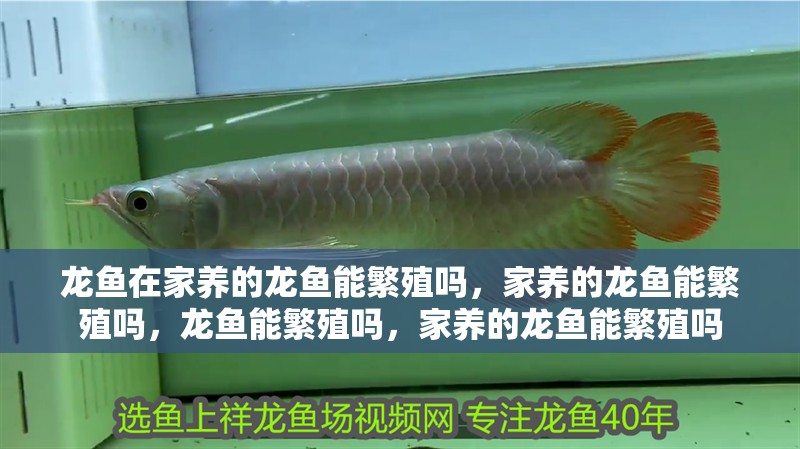 龍魚在家養的龍魚能繁殖嗎，家養的龍魚能繁殖嗎，龍魚能繁殖嗎，家養的龍魚能繁殖嗎