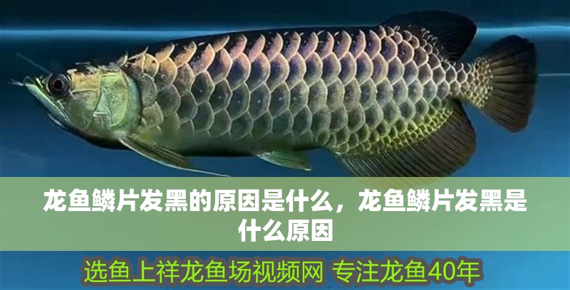 龍魚鱗片發(fā)黑的原因是什么，龍魚鱗片發(fā)黑是什么原因