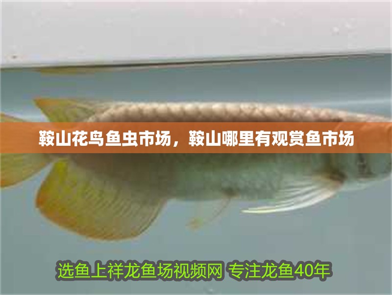 龍魚干蝦有營養嗎 鞍山花鳥魚蟲市場,鞍山哪里有觀賞魚市場 觀賞魚百科 鞍山花鳥魚蟲市場,鞍山哪里有觀賞魚市場 鞍山花鳥魚蟲市場,鞍山哪里有觀賞魚市場 觀賞魚百科