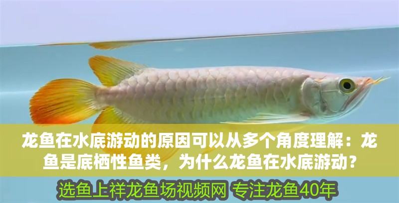 龍魚在水底游動的原因可以從多個角度理解：龍魚是底棲性魚類，為什么龍魚在水底游動？
