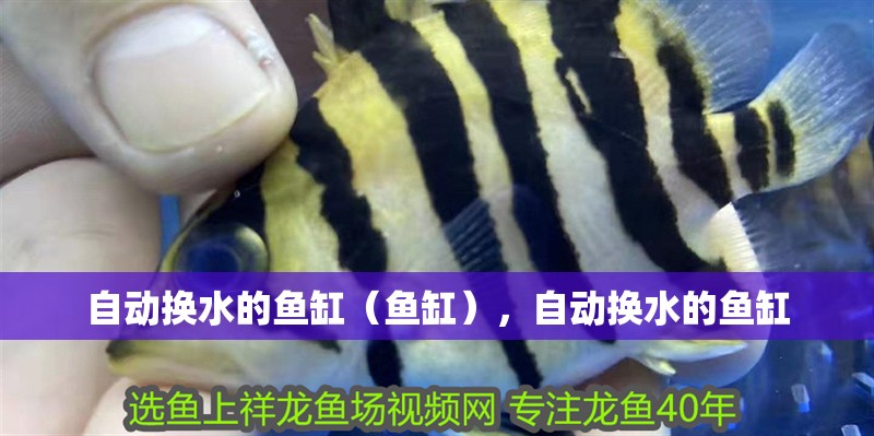 自動換水的魚缸（魚缸），自動換水的魚缸