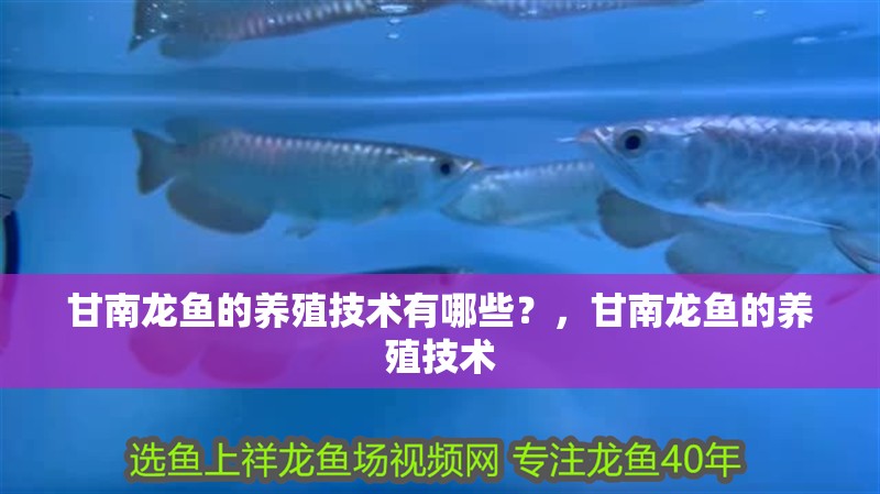 甘南龍魚的養殖技術有哪些？，甘南龍魚的養殖技術