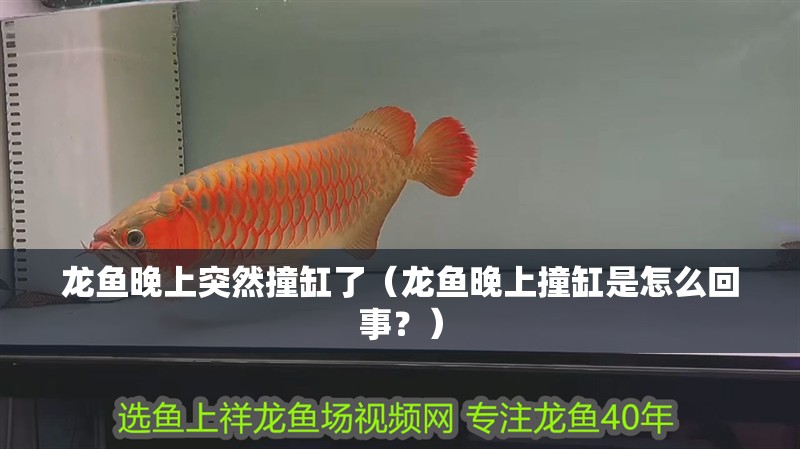 龍魚晚上突然撞缸了（龍魚晚上撞缸是怎么回事？）
