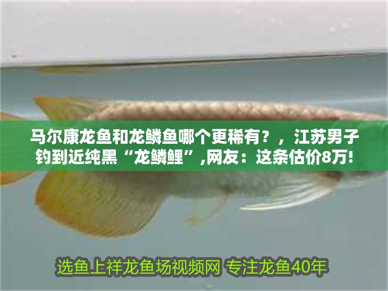 馬爾康龍魚和龍鱗魚哪個更稀有？，江蘇男子釣到近純黑“龍鱗鯉”,網(wǎng)友：這條估價8萬!