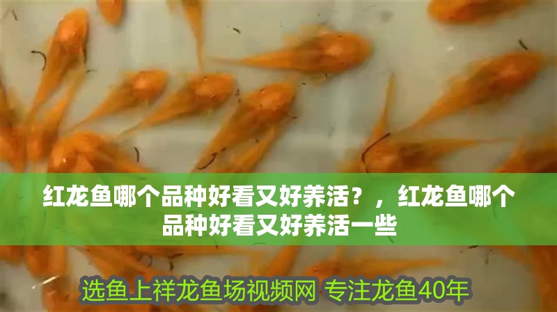 紅龍魚哪個品種好看又好養活？，紅龍魚哪個品種好看又好養活一些 紅龍魚哪個品種好看又好養活？，紅龍魚哪個品種好看又好養活一些 觀賞魚百科 第2張