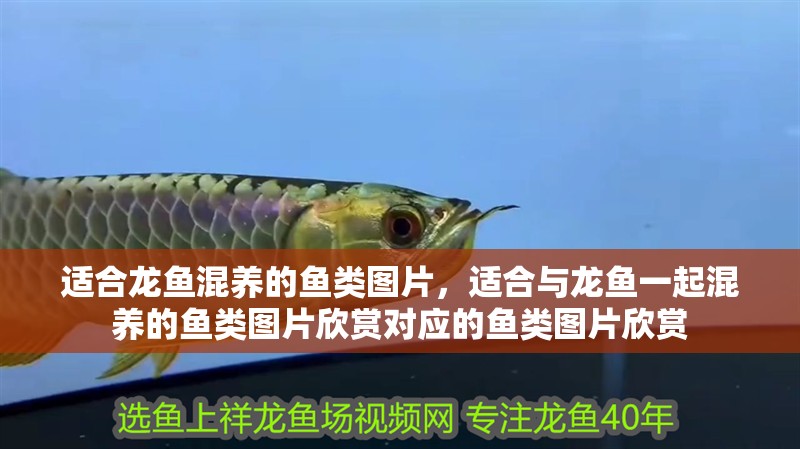 適合龍魚混養的魚類圖片，適合與龍魚一起混養的魚類圖片欣賞對應的魚類圖片欣賞