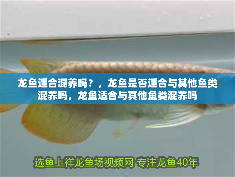 龍魚適合混養(yǎng)嗎？，龍魚是否適合與其他魚類混養(yǎng)嗎，龍魚適合與其他魚類混養(yǎng)嗎