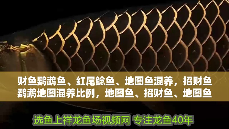 財魚鸚鵡魚、紅尾鯰魚、地圖魚混養，招財魚鸚鵡地圖混養比例，地圖魚、招財魚、地圖魚、鸚鵡魚的混養方式