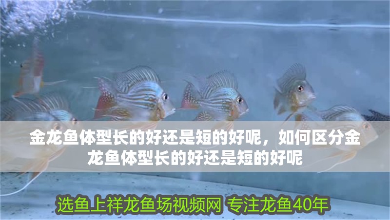 金龍魚體型長的好還是短的好呢，如何區分金龍魚體型長的好還是短的好呢