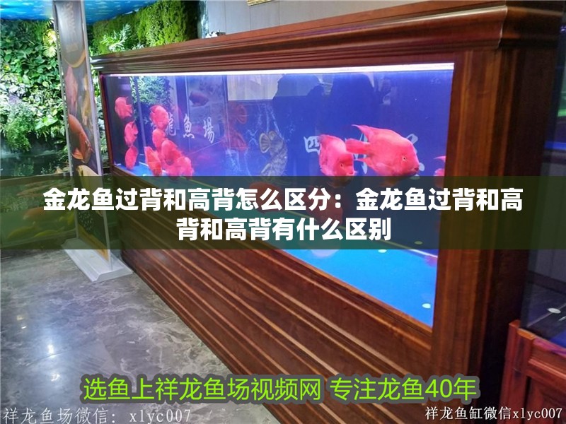 金龍魚過背和高背怎么區分：金龍魚過背和高背和高背有什么區別