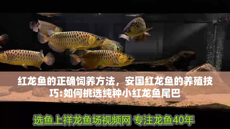 紅龍魚的正確飼養(yǎng)方法，安國紅龍魚的養(yǎng)殖技巧:如何挑選純種小紅龍魚尾巴 紅龍魚的正確飼養(yǎng)方法，安國紅龍魚的養(yǎng)殖技巧:如何挑選純種小紅龍魚尾巴 觀賞魚百科 第6張