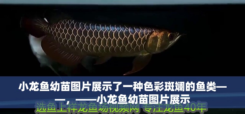 小龍魚幼苗圖片展示了一種色彩斑斕的魚類——，——小龍魚幼苗圖片展示