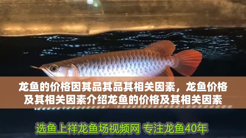 龍魚(yú)的價(jià)格因其品其品其相關(guān)因素，龍魚(yú)價(jià)格及其相關(guān)因素介紹龍魚(yú)的價(jià)格及其相關(guān)因素