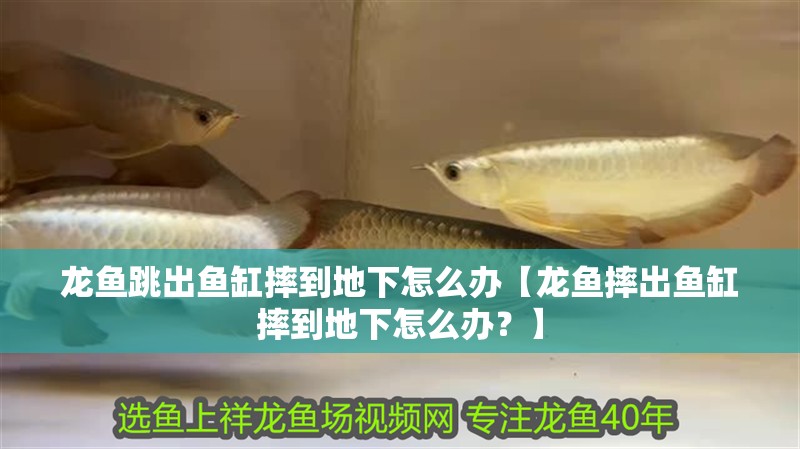 龍魚跳出魚缸摔到地下怎么辦【龍魚摔出魚缸摔到地下怎么辦？】 龍魚跳出魚缸摔到地下怎么辦【龍魚摔出魚缸摔到地下怎么辦？】 觀賞魚百科 第2張