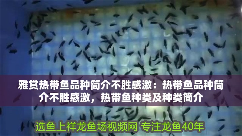 雅賞熱帶魚(yú)品種簡(jiǎn)介不勝感激：熱帶魚(yú)品種簡(jiǎn)介不勝感激，熱帶魚(yú)種類及種類簡(jiǎn)介