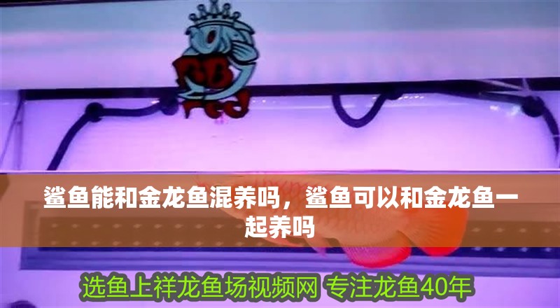 鯊魚能和金龍魚混養嗎，鯊魚可以和金龍魚一起養嗎