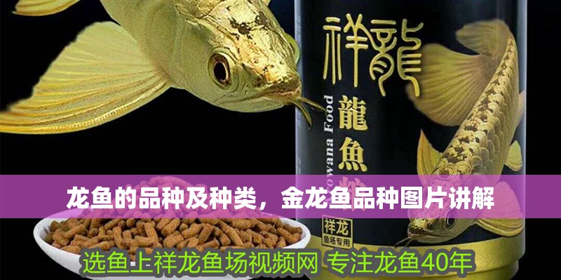 龍魚的品種及種類，金龍魚品種圖片講解