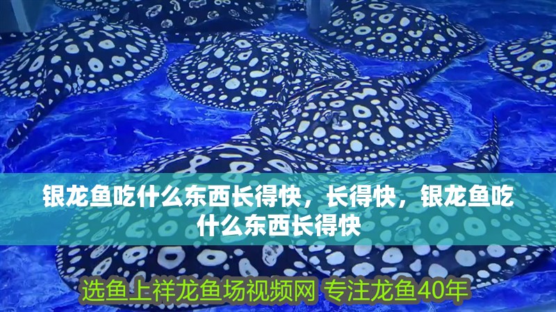 銀龍魚吃什么東西長得快，長得快，銀龍魚吃什么東西長得快