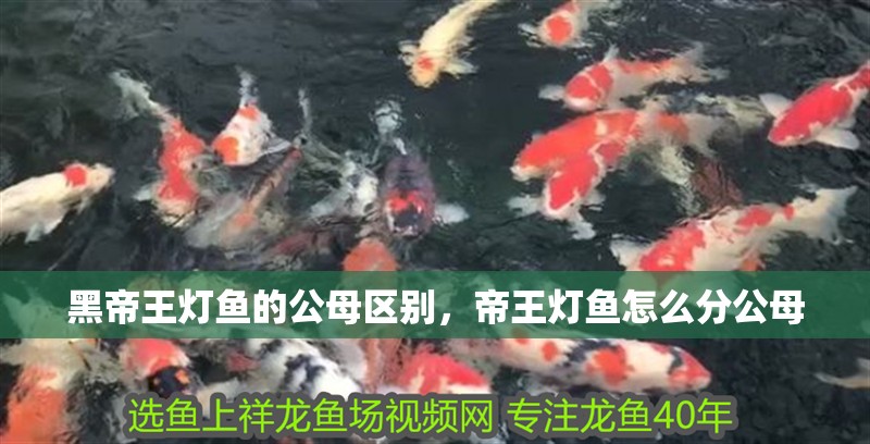 黑帝王燈魚的公母區別，帝王燈魚怎么分公母