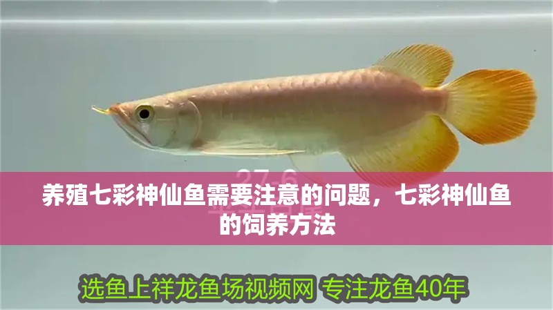 養(yǎng)殖七彩神仙魚需要注意的問題，七彩神仙魚的飼養(yǎng)方法