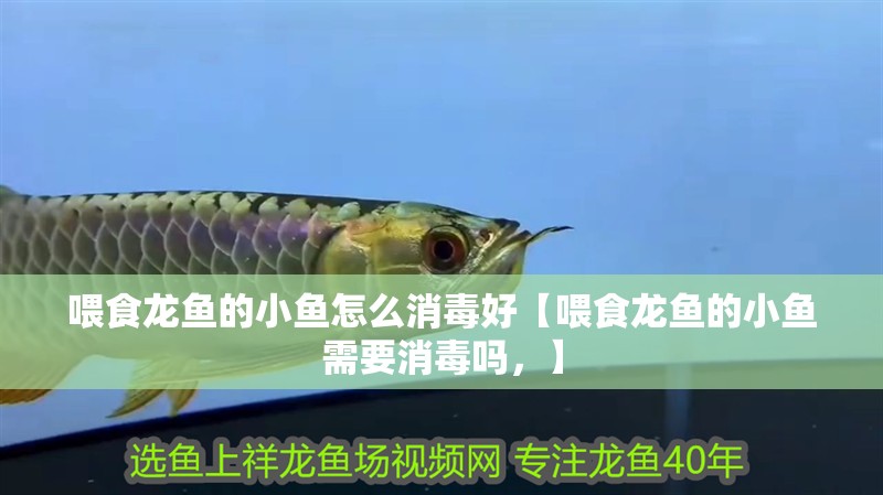 喂食龍魚的小魚怎么消毒好【喂食龍魚的小魚需要消毒嗎，】