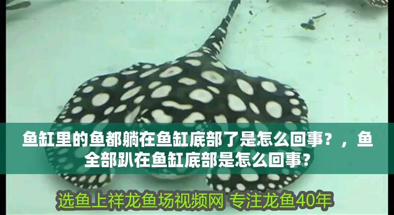 魚缸里的魚都躺在魚缸底部了是怎么回事？，魚全部趴在魚缸底部是怎么回事？