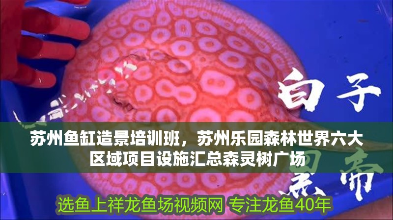 蘇州魚缸造景培訓班，蘇州樂園森林世界六大區域項目設施匯總森靈樹廣場