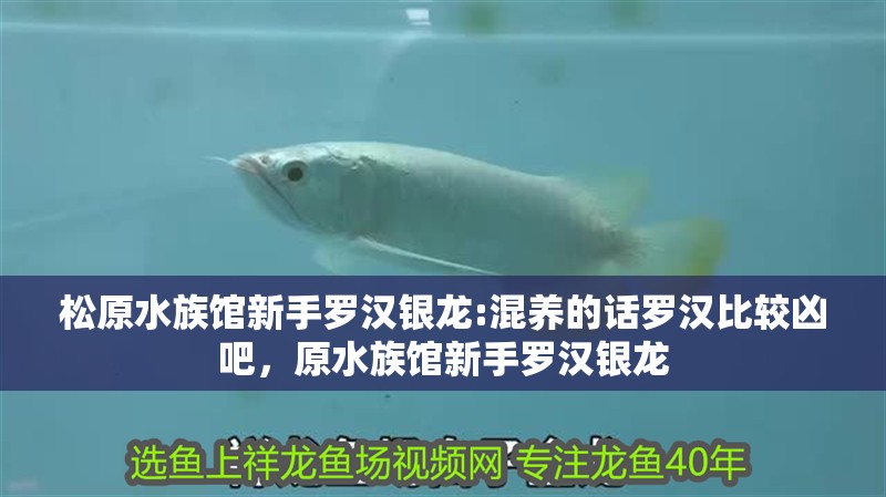 松原水族館新手羅漢銀龍:混養的話羅漢比較兇吧，原水族館新手羅漢銀龍