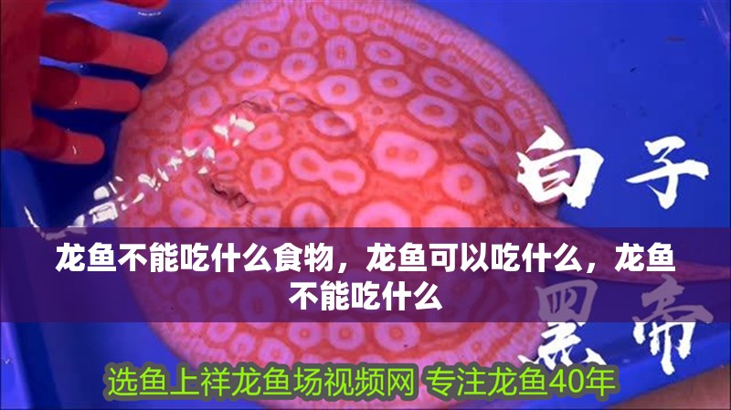 龍魚不能吃什么食物，龍魚可以吃什么，龍魚不能吃什么